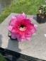 Preview: Echinopsis Hybr. magenta